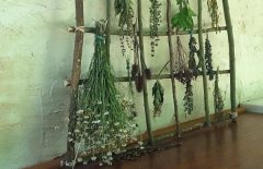 Ayurveda en detoxweek op centre Lothlorien, 9-15 augustus